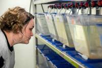 observation zebra fish